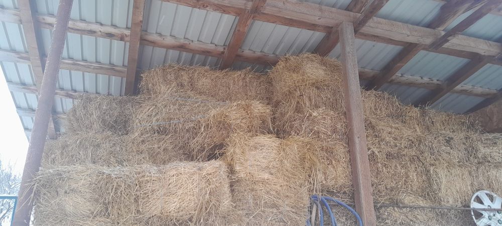 Vând baloti de lucerna