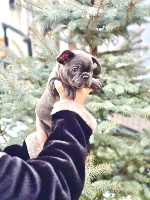 Щенки Французского будьдога мальчик