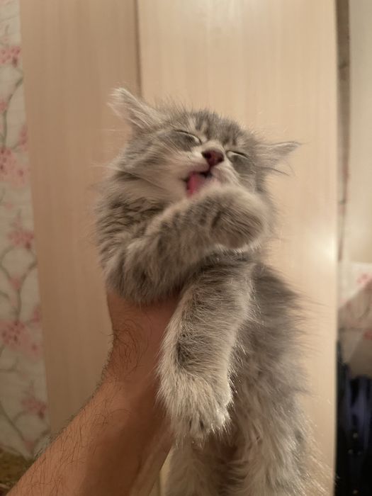 Отдам котят в добрые и заботливые руки