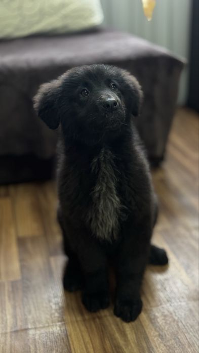 Продам щенка кабель 4 месяца