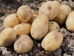 Семенной картофель Джувел (Juvel)