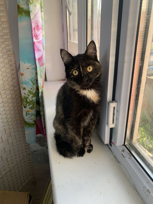 Отдам котенка в добрые руки