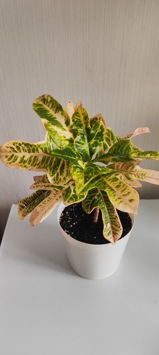 Продам комнатные цветы