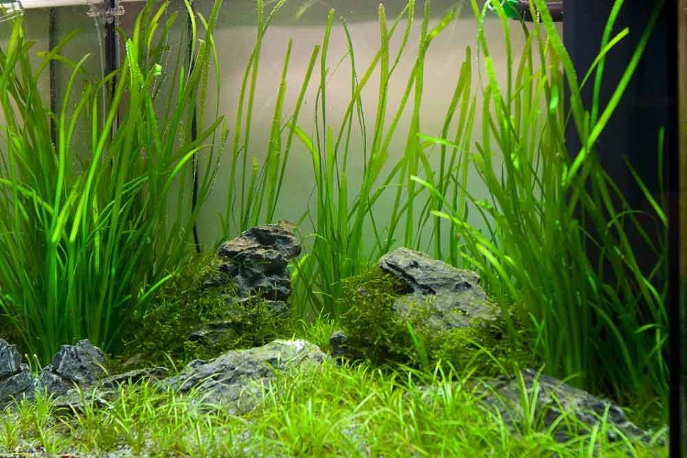 Валиснерия продаю