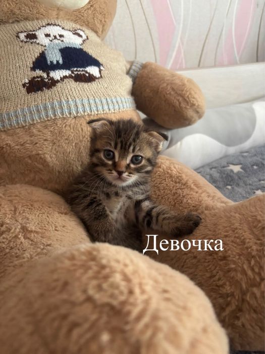 Котятам 1 месяц и 10 дней.