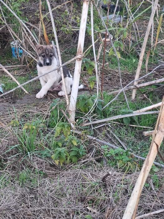 4 catelusi metis Fox Terrier pentru adoptie