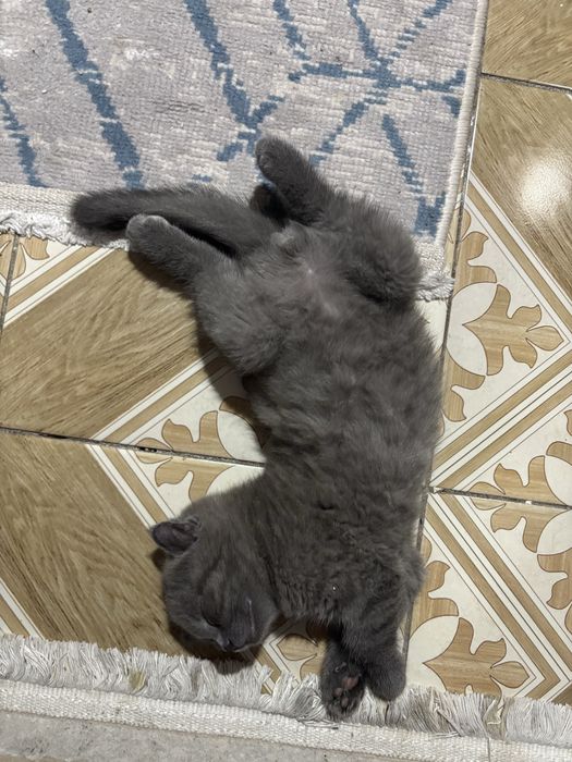 Продается Вислоухий котенок девочка