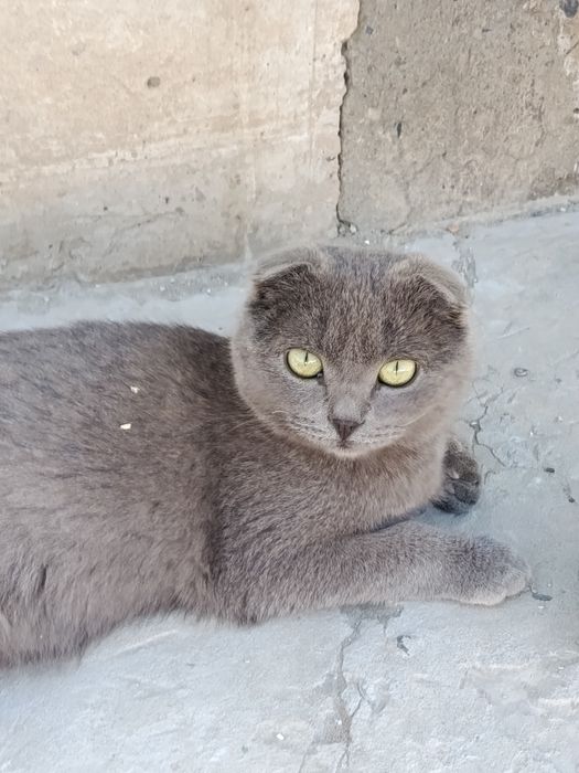 Салпаңқұлақ марғау, катенок веслоухий