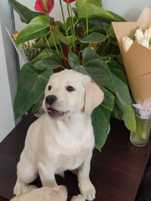 Продается Щенок Лабрадора