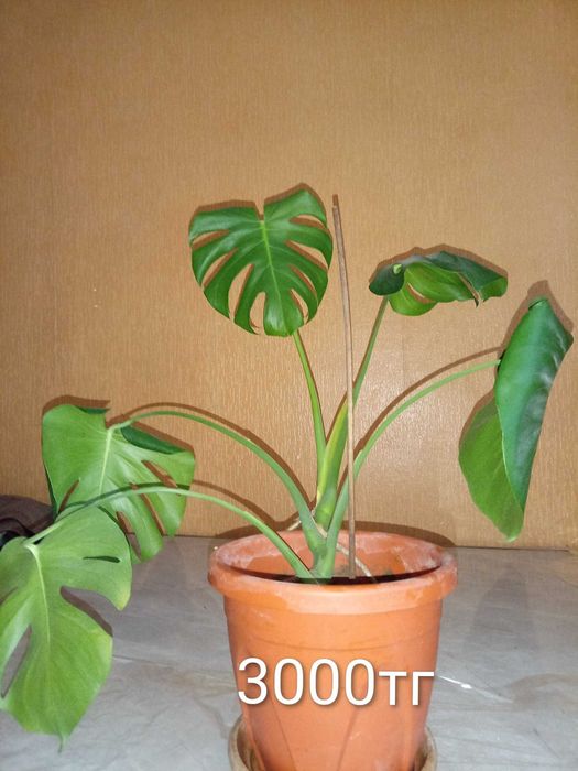 Үй гүлдерді гаршокпен