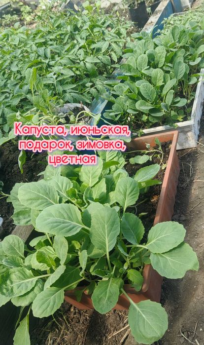 Продам рассаду капусты и помидор