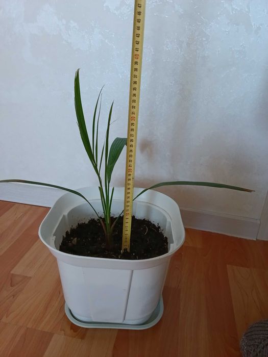 Продам комнатеые цветы