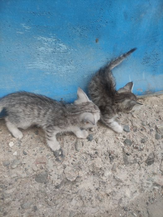Бесплатно кошаки