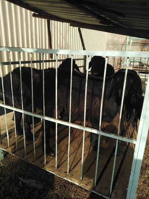 Кучкорлар сотилади