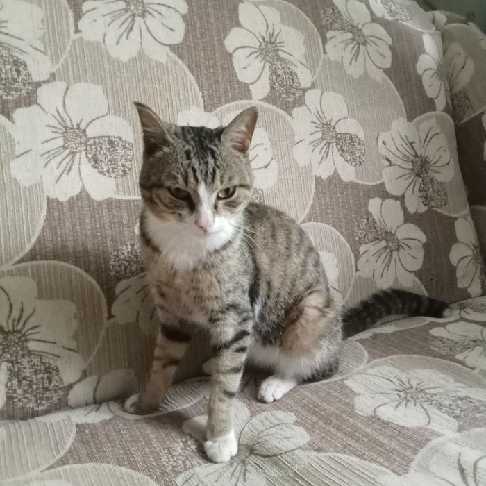 Ищу дом для очень ласкового котика
Молодой котик, примерно 1 год. О
