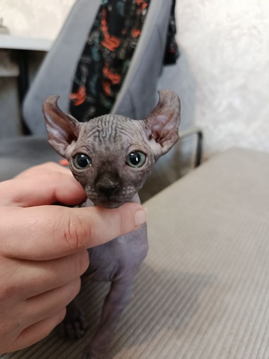 Продам кошечку Сфинкс Эльф