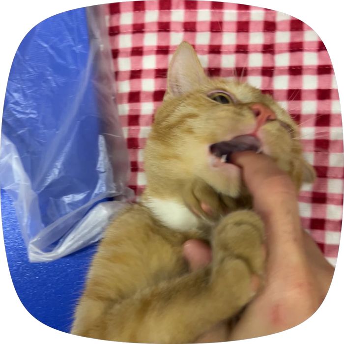 Отдам кота в добрые руки