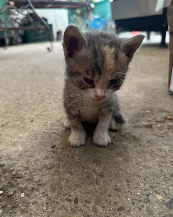 Adoptie pui de pisica Micsuneii