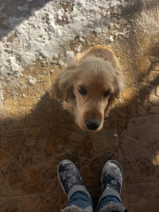 Кокер Шпаньол  9 месеца