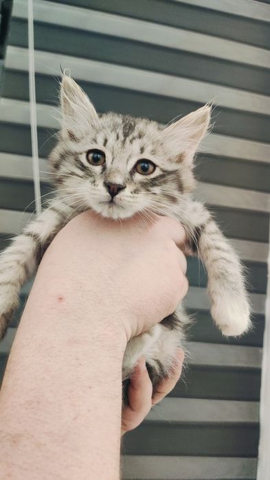 Маленький котенок ищет добрые руки