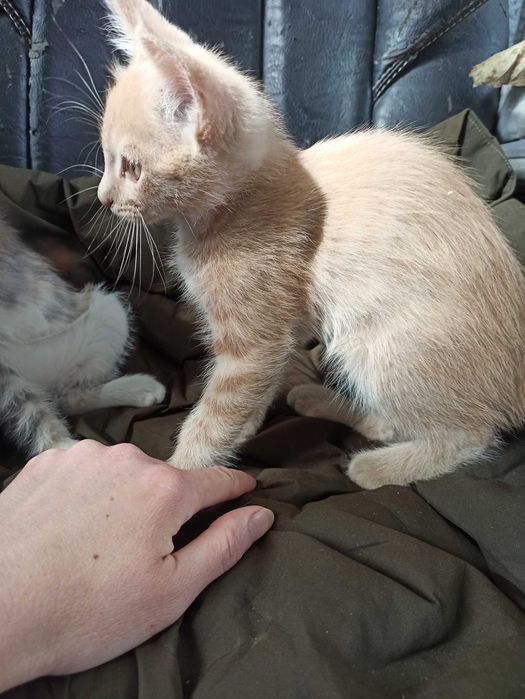 Отдам котят даром