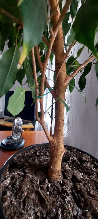 Фикус Бенджамина