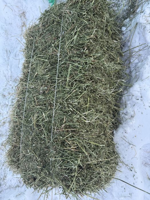 Жонышка шоп клевер