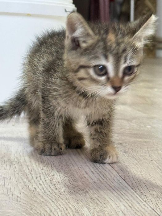 Отдам котят в добрые руки