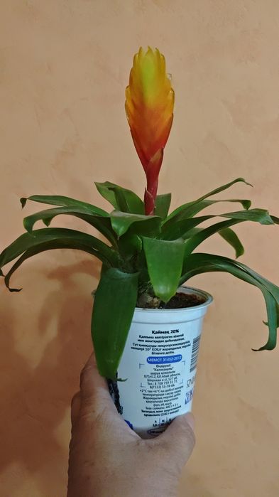 Продам цветущих деток Гузмании