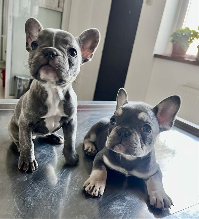 Bulldog Francez