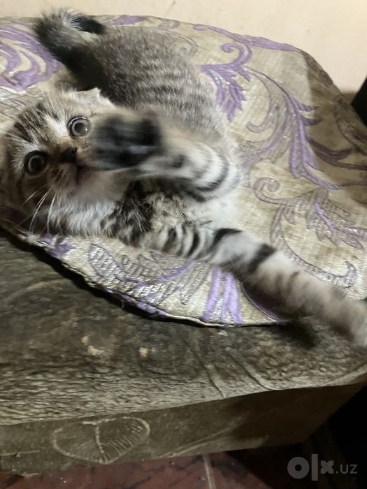 Котенок веслоухая
