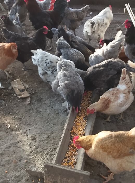 Oua pentru incubator sau cloșcă