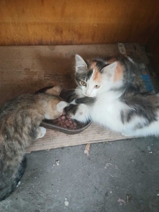 Симпатичные  КОТЯТА