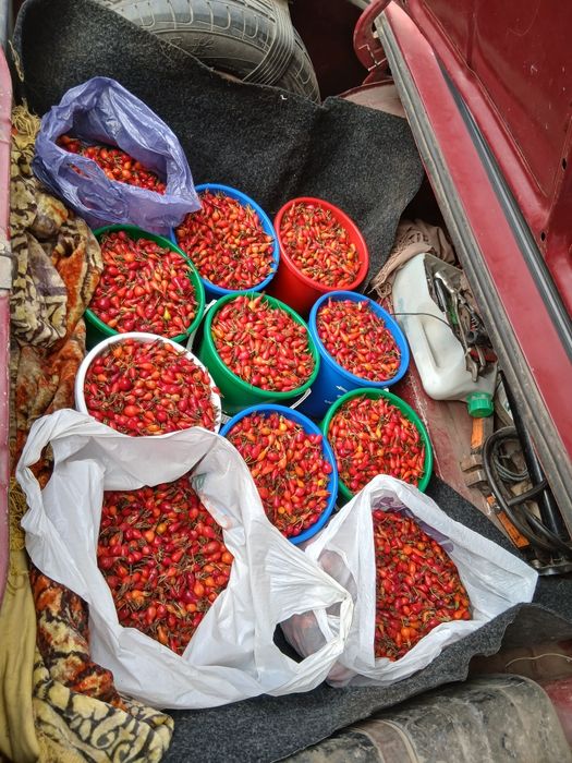 Продам шиповника