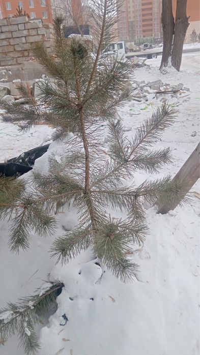 Елка продаем есть большой маленький