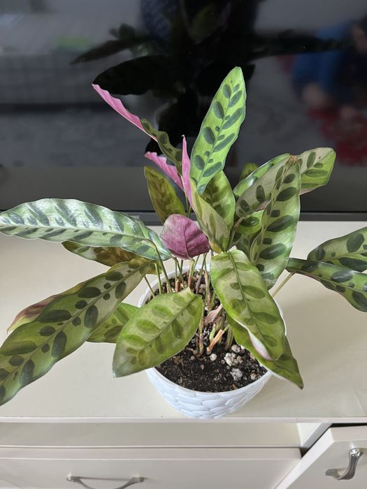 Комнатные растения