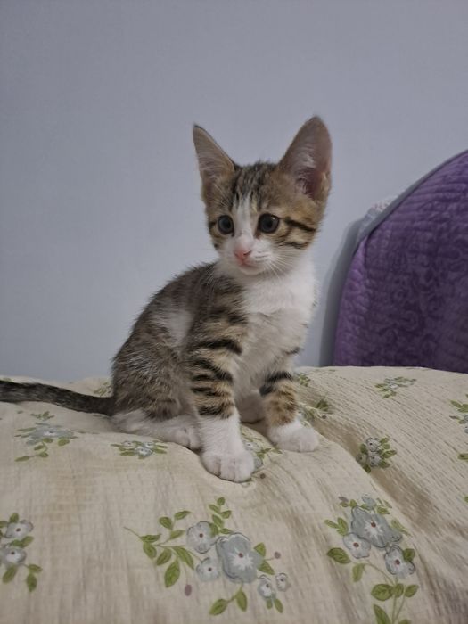 Породистая кошка