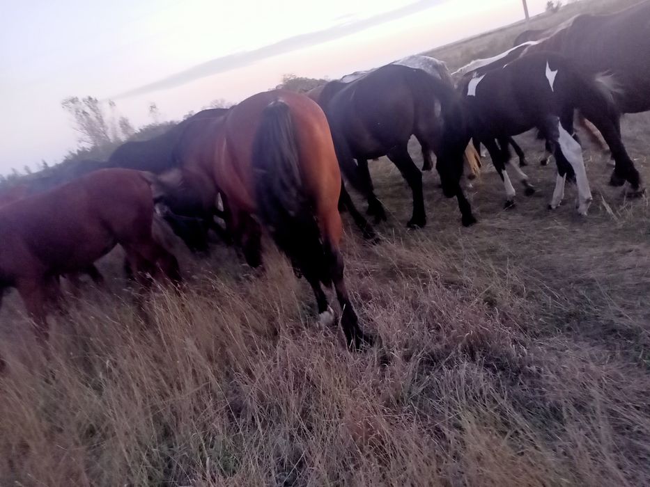Продам кабылки на миясо
