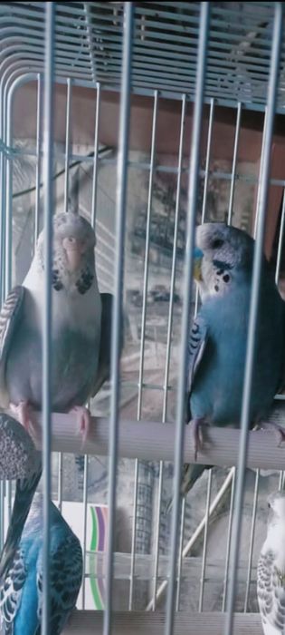 Волнистый попугай