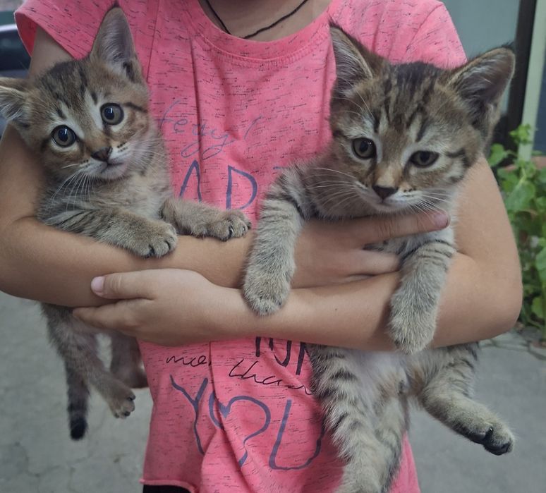 Котята в добрые руки