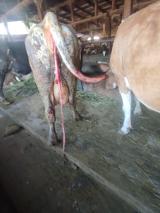 Vând vaca recent fătată