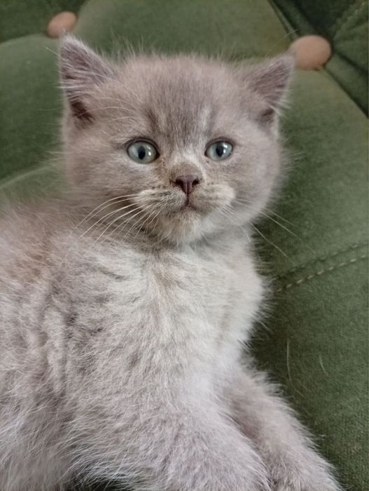 мушукча сотилади акция нархда улгуриб колинг