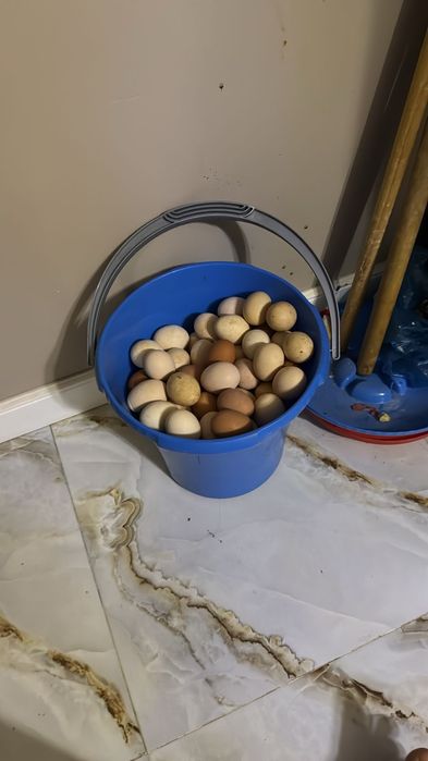 Продажа домашних яйц