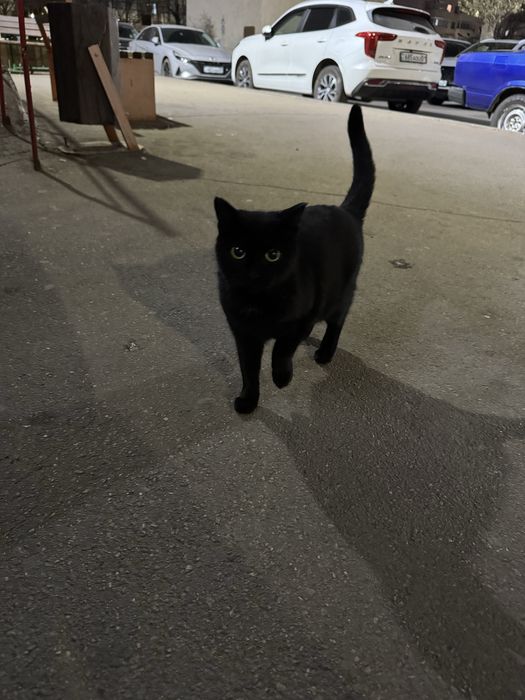 кот, кошка, черный хвостик