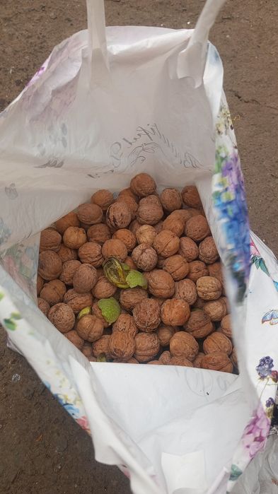 Свежие грецкие орехи пишите на ватсап