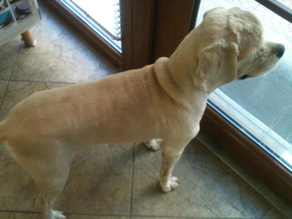 Подстригване - грууминг - на домашни любимци.