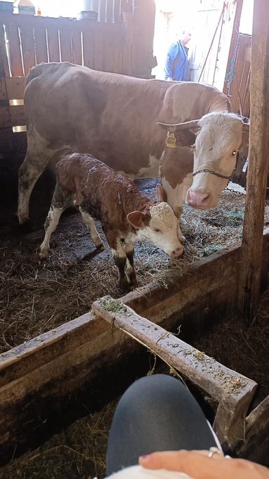 Vaca cu vitel disponibila