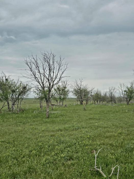 Продам землю 300 гек срочно