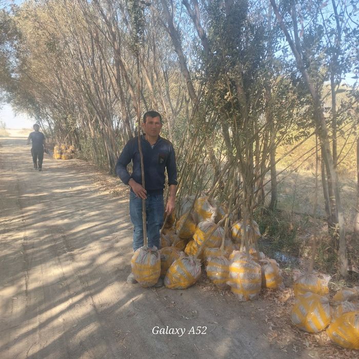 Yasin koʻchati. Ясин.  шумтол кучат