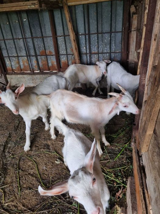 Продавам  коза и ярета